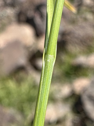 Carex tahoensis, photograph 3