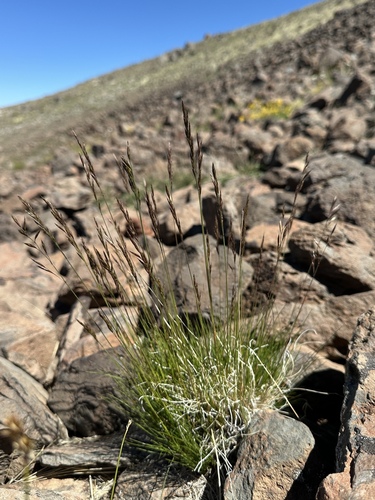 Roemer's fescue (Festuca idahoensis)