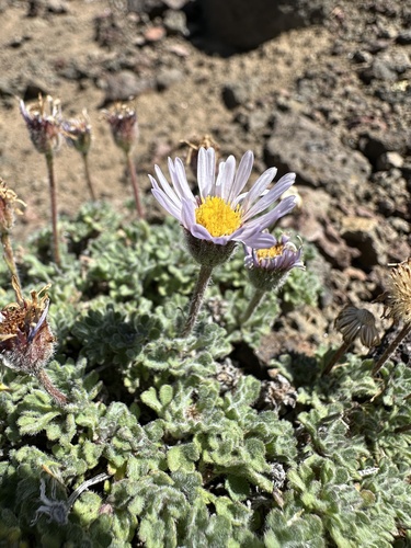 rambling fleabane (Erigeron vagus)