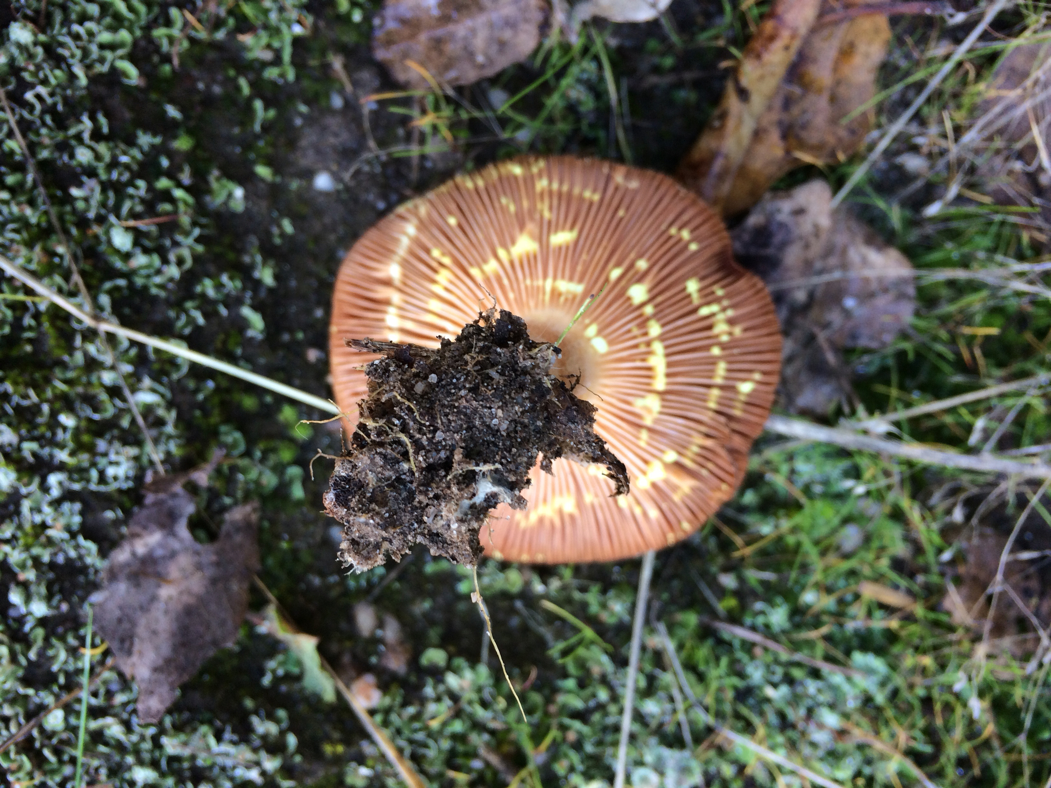 Lactarius xanthogalactus image