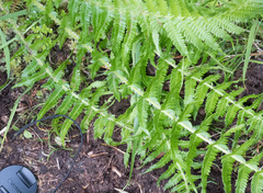 Oreopteris quelpartensis