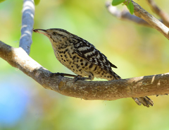 Campylorhynchus nuchalis