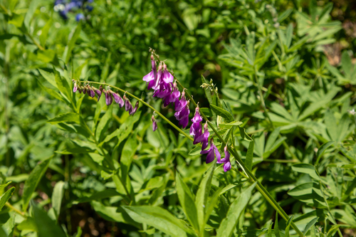 Western Sweet-vetch (Hedysarum occidentale)