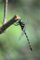 Anotogaster sieboldii