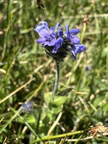American alpine speedwell (Veronica wormskjoldii)