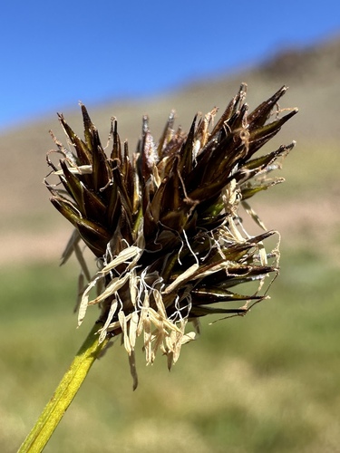abrupt-beaked sedge (Carex abrupta)