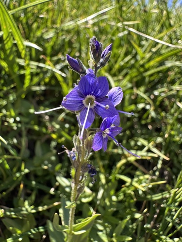 cusick's speedwell (Veronica cusickii)