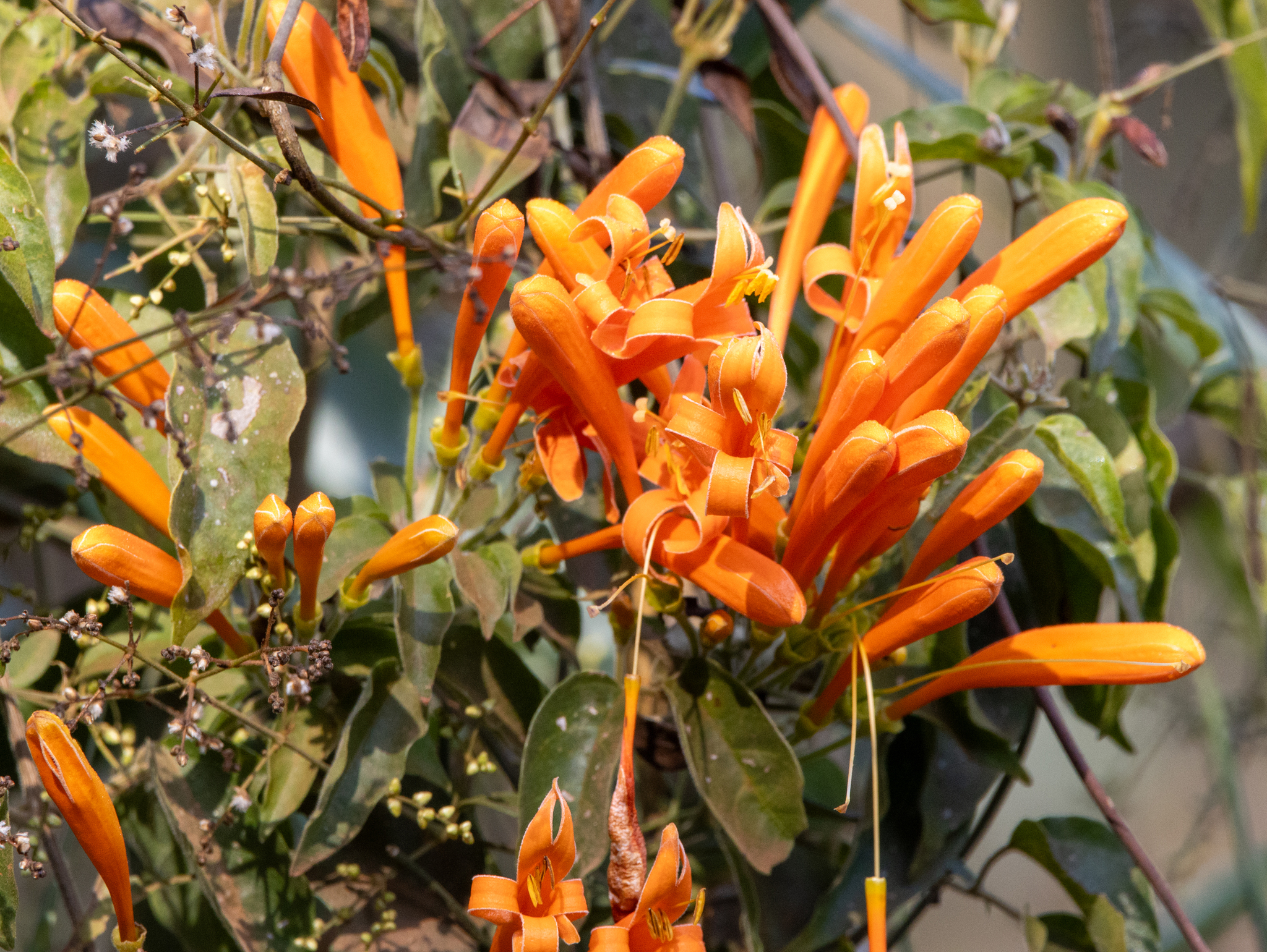 Pyrostegia venusta