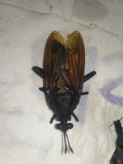 Mydidae