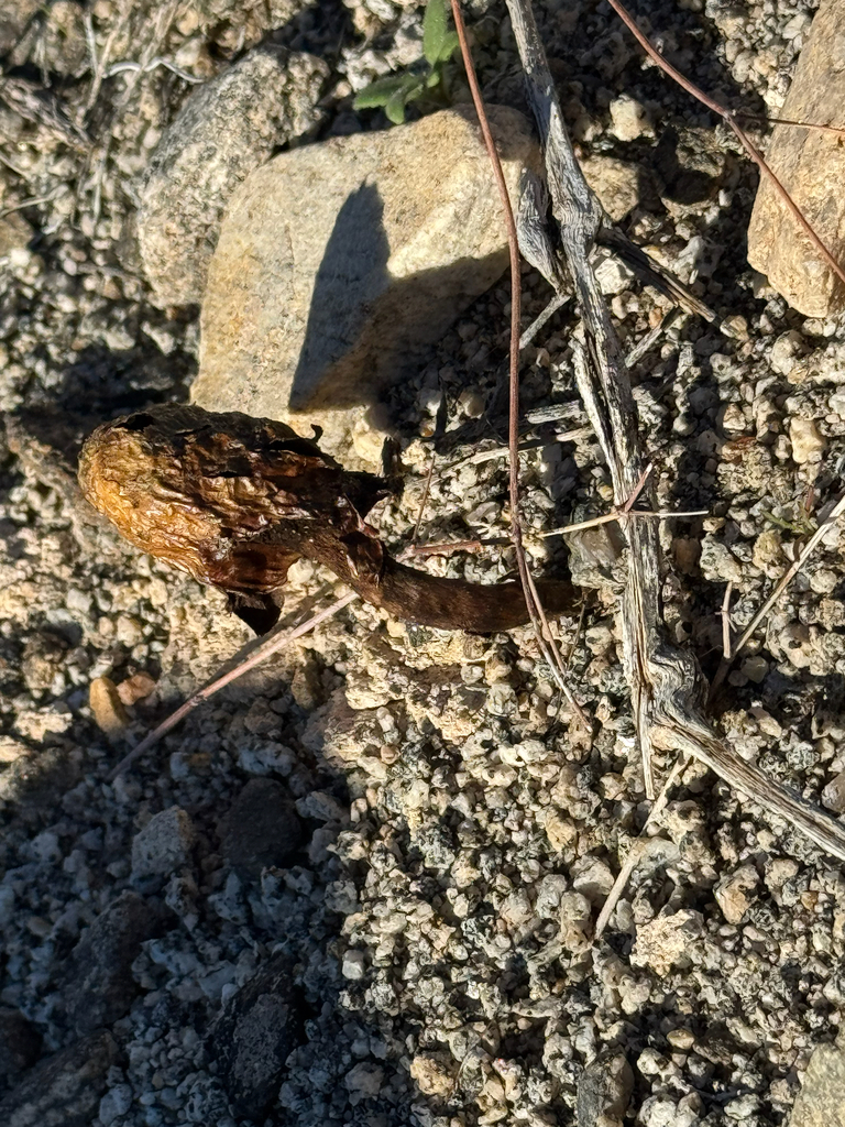 Podaxis pistillaris · December 2025 · photo: © klicklo (iNaturalist, cc-by)