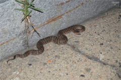 Gloydius ussuriensis