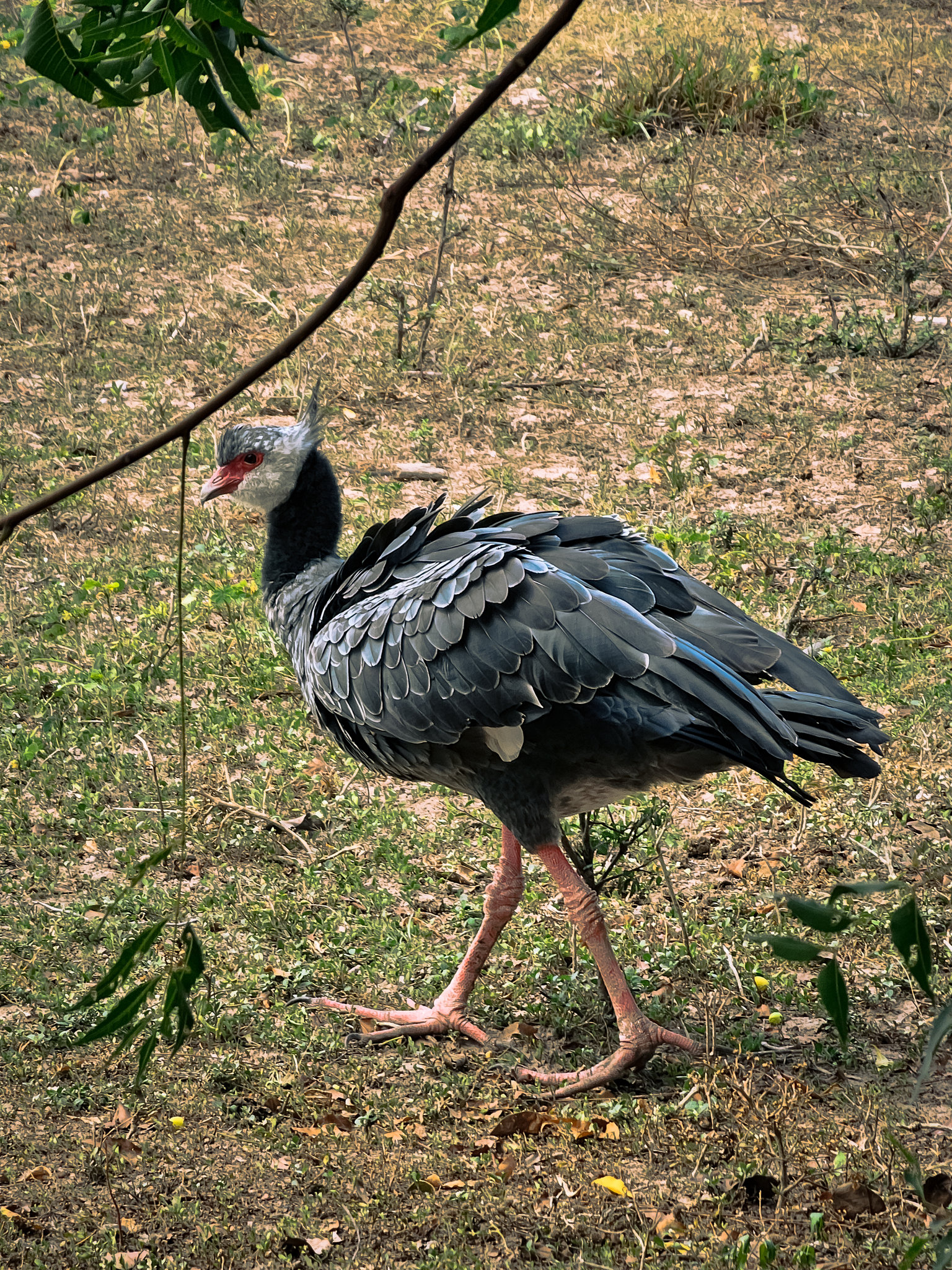Northern Screamer illustration