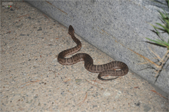 Gloydius ussuriensis