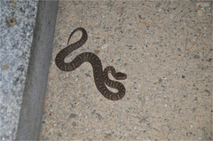 Gloydius ussuriensis