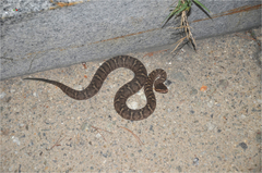 Gloydius ussuriensis