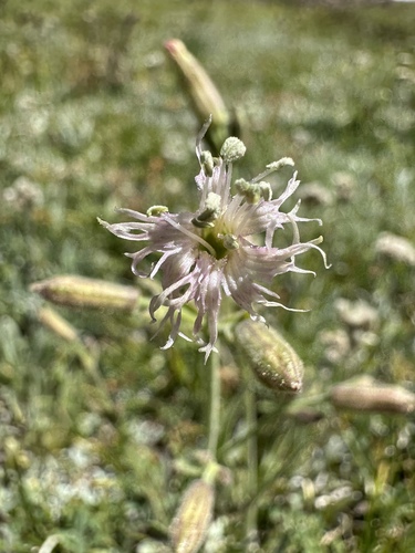 Oregon Campion (Silene oregana)