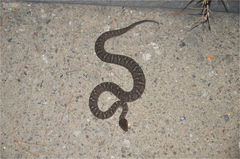 Gloydius ussuriensis