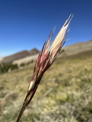Danthonia intermedia, photograph (c) Matt Berger, some rights reserved (CC BY)