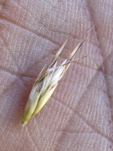 Danthonia intermedia, photograph 4