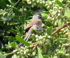 Leptasthenura aegithaloides