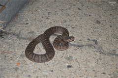 Gloydius ussuriensis