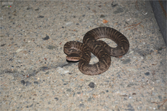 Gloydius ussuriensis