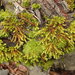 Bauer's Anacolia Moss - Photo (c) Ron Vanderhoff, some rights reserved (CC BY-NC), uploaded by Ron Vanderhoff