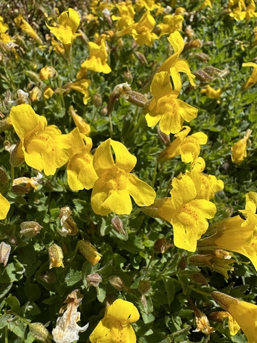 Tiling's Monkeyflower (Erythranthe tilingii)