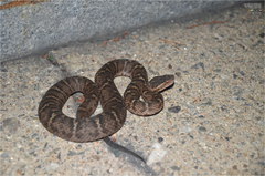 Gloydius ussuriensis