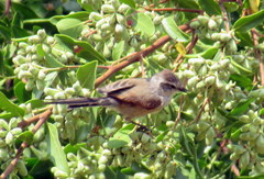 Leptasthenura aegithaloides