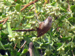 Leptasthenura aegithaloides