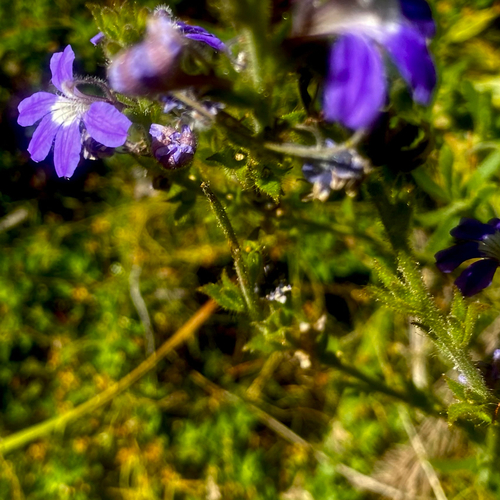 Scaevola glandulifera, 2025-12-12