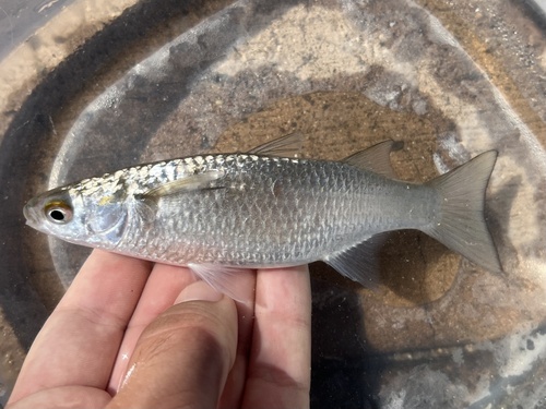 Kanda mullet (Moolgarda engeli) — Mugilidae — 3
