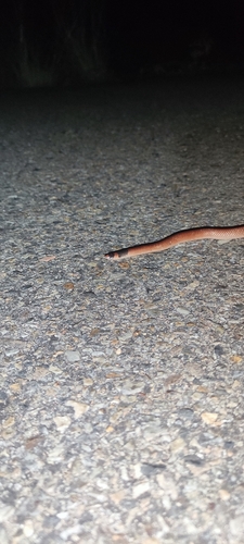 Unbanded Shovel-nosed Snake sighting