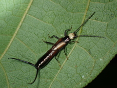 Opisthocosmiinae