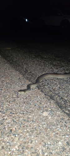 Olive Python sighting