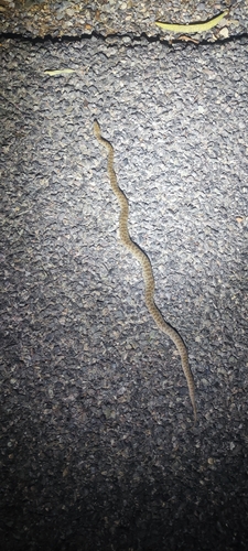 Children's Python sighting