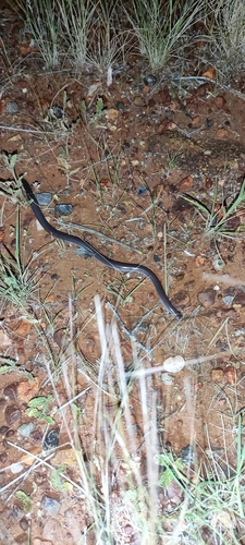Robust Blind Snake sighting
