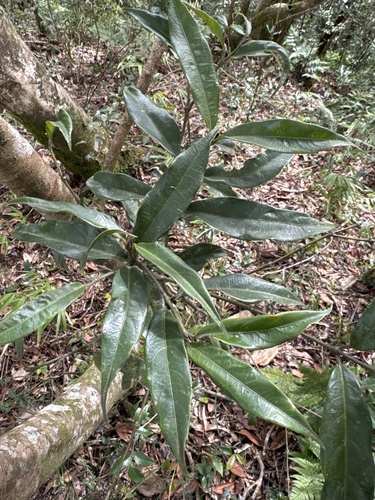 Lasianthus japonicus iNat (1)