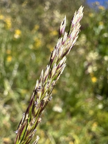 Wolf's trisetum (Graphephorum wolfii)