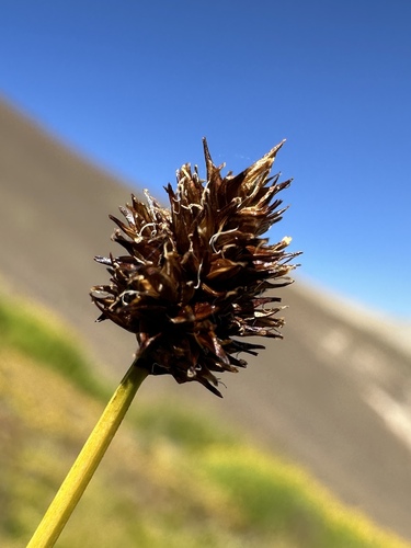 foetid sedge (Carex vernacula)