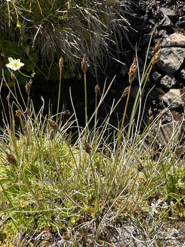 Dark Alpine Sedge (Carex subnigricans)