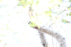 Xiphorhynchus flavigaster