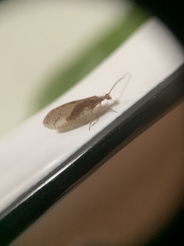 Micromus posticus photo 6