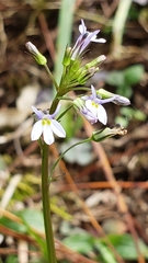 Diastatea