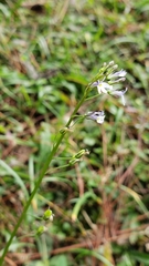 Diastatea
