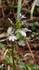 Diastatea
