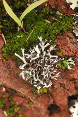 Heterodermia leucomelos