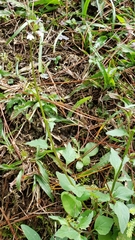 Diastatea