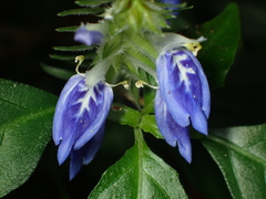 Rungia taiwanensis